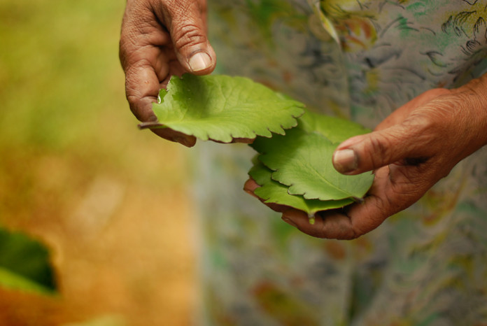 health-supplements-caribbean-cure-ltd